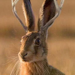 photo edit of a jackalope