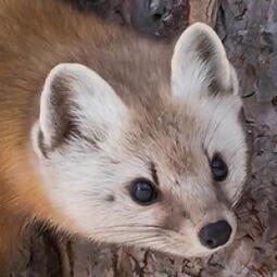 photo of an american pine marten